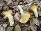 Halvány rókagomba (Cantharellus pallens), Retyezát. Halványsárga, fehéres termőtest